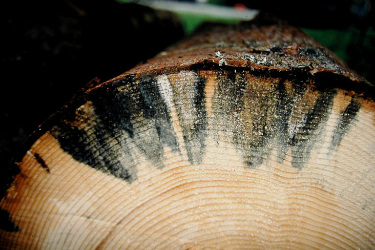 древесина, грибок