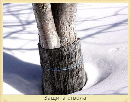 ствол дерева защищен рубероидом