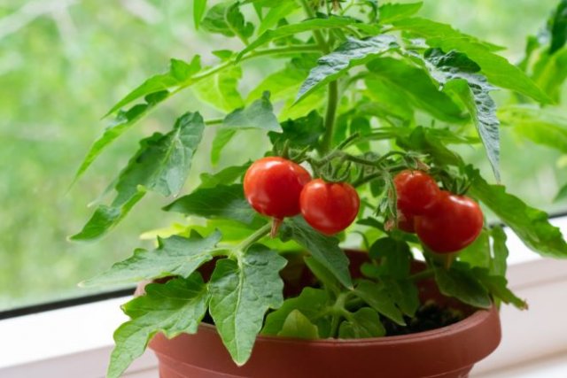 10 ошибок начинающих огородников при выращивании томатов в контейнерах 