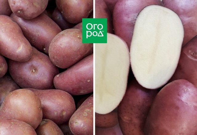 10 самых лежких сортов картофеля 