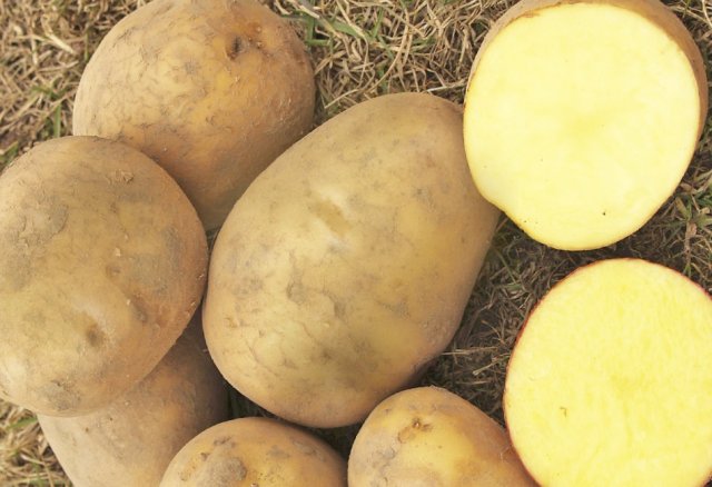 10 самых лежких сортов картофеля 