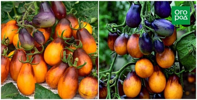 10 самых странных сортов и гибридов томатов: а вы такие сажали? 