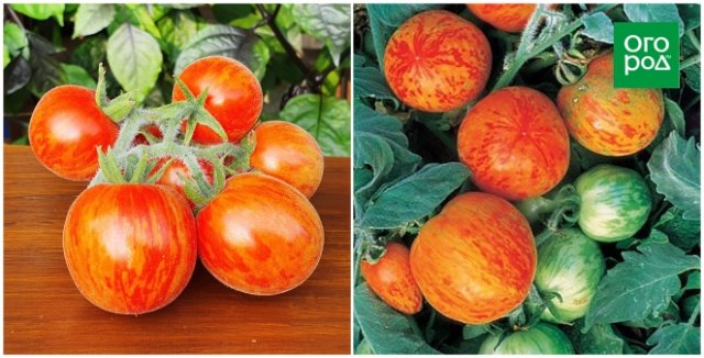 10 самых странных сортов и гибридов томатов: а вы такие сажали? 