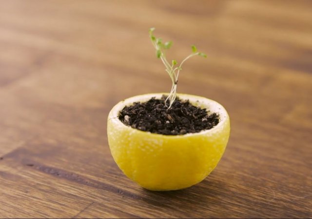 13 необычных способов выращивания рассады. Какой выберете вы? 