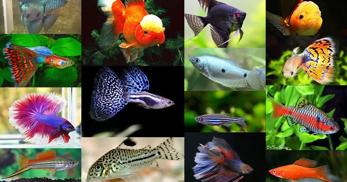 Породы рыбок аквариумных фото и названия