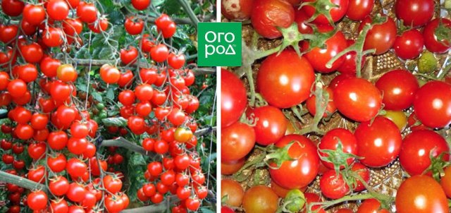 19 лучших сортов томатов черри: для теплицы, открытого грунта и балкона 