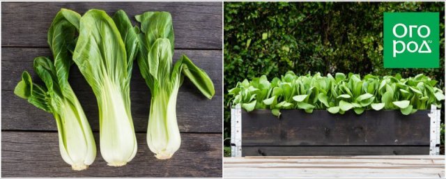 10 необычных овощей, которые легко вырастить в средней полосе 