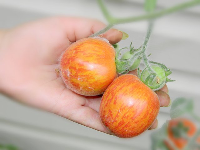Пушистые сорта томатов – 15 вариантов для теплицы и открытого грунта 