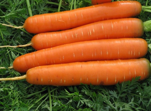 Самые сладкие сорта овощей: томаты, перцы, огурцы, свекла, морковь и тыква 