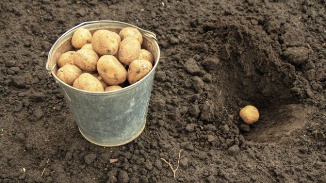 Чем обработать картофель от болезней и вредителей перед посадкой 