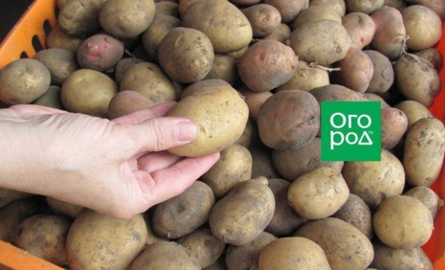 Как выбрать картофель для посадки 