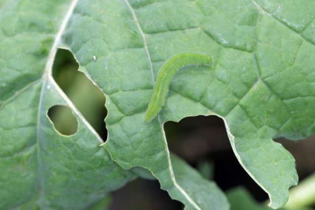 Гусеницы на капусте: 3 простых способа спасти урожай 