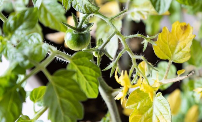 Почему желтеют листья у помидоров в теплице и открытом грунте 