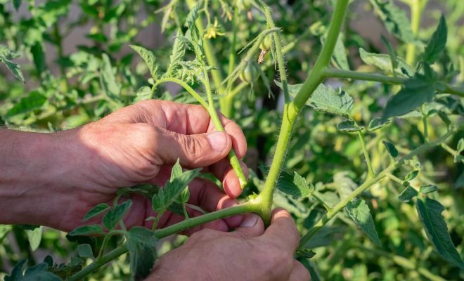 Сколько пасынков можно оставить на помидорах без потери урожая 