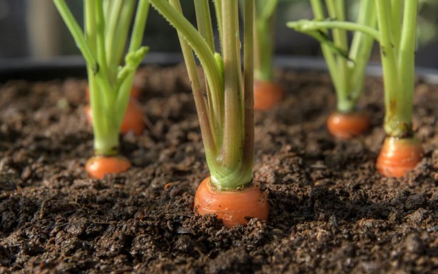 Почему потрескалась морковь: 10 причин 