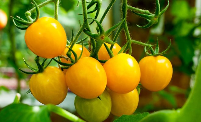 Самые сладкие сорта и гибриды томатов по итогу 2023 года 