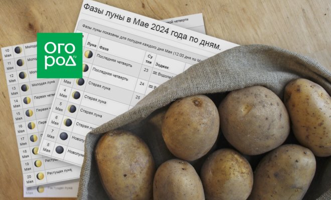 Выращивание картофеля по Лунному календарю в 2024 году 
