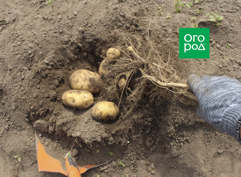 Выращивание картофеля по Лунному календарю в 2024 году 