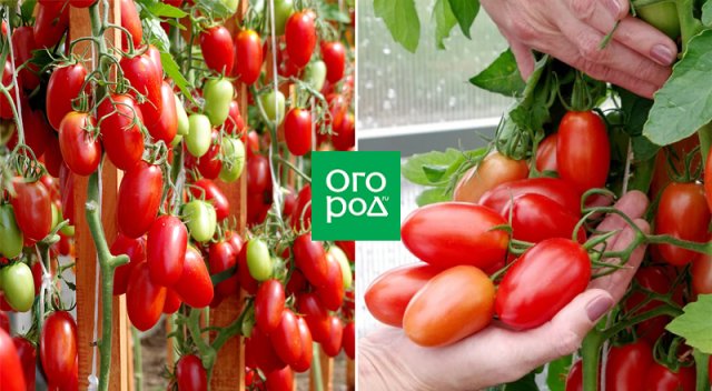 Оптимально для банок: 17 сортов томатов для цельноплодного консервирования 
