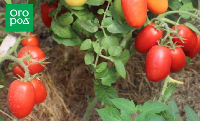 Оптимально для банок: 17 сортов томатов для цельноплодного консервирования 