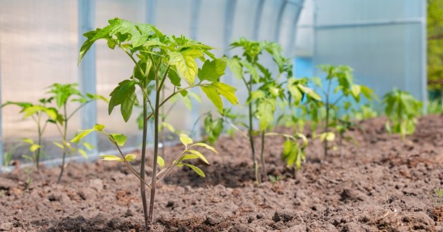 Помидоры и огурцы в одной теплице: как выращивать, чтобы всем было комфортно 