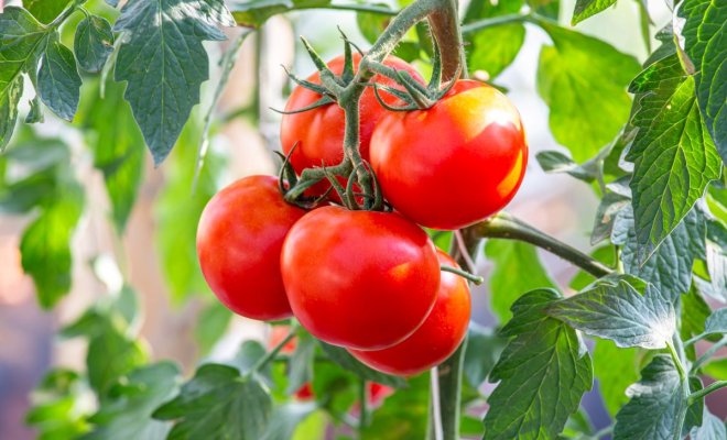 Справится даже начинающий: некапризные сорта и гибриды томатов для дачников-новичков 