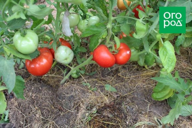 Справится даже начинающий: некапризные сорта и гибриды томатов для дачников-новичков 