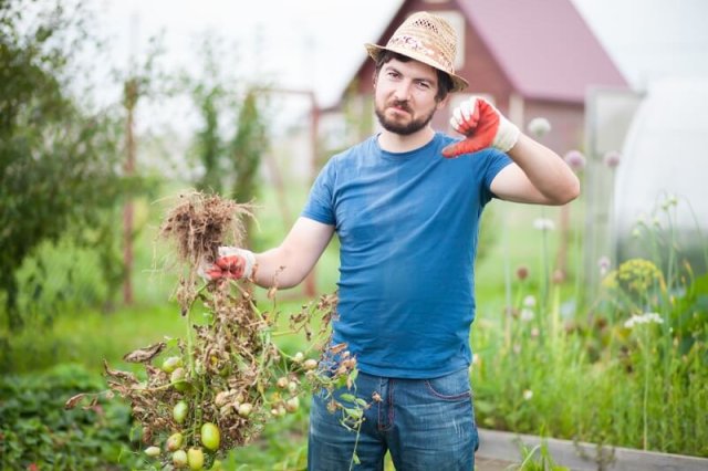 Все о выращивании ампельных томатов: сорта, агротехника, мифы продавцов 