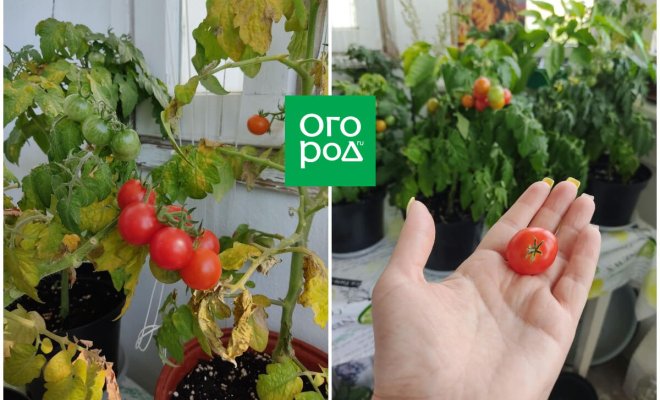 10 ошибок начинающих огородников при выращивании томатов в контейнерах 