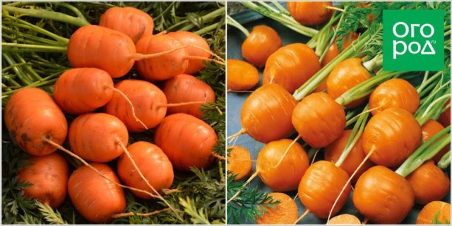 Погрызть уже в июне – самые ранние и скороспелые сорта и гибриды моркови 