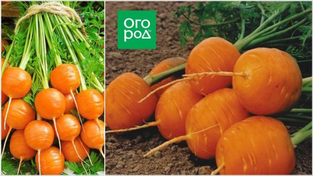 Погрызть уже в июне – самые ранние и скороспелые сорта и гибриды моркови 