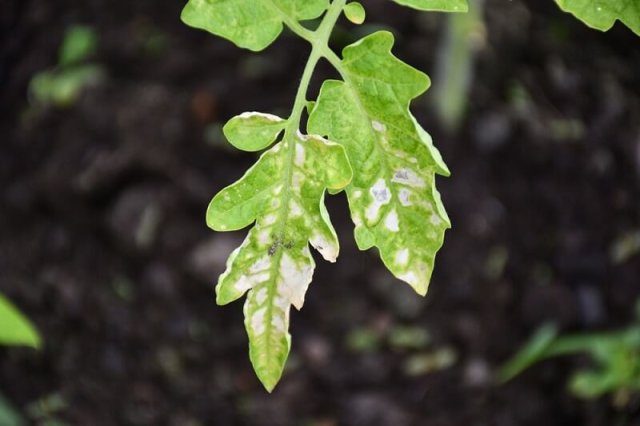 Сохнут листья у рассады томатов – что случилось и как исправить 