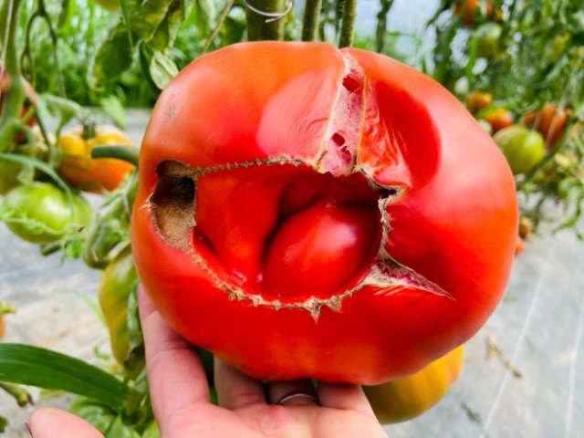 Что с плодами томатов: пятна, трещины, кэтфэйсинг, белые прожилки 