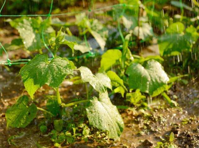 Как правильно поливать растения в огороде – советы для увеличения урожая 
