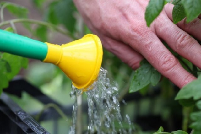 Как правильно поливать растения в огороде – советы для увеличения урожая 