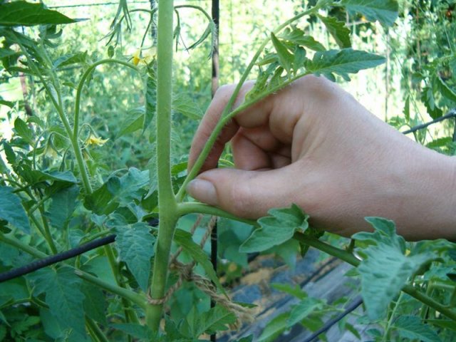 Как уберечь томаты от фитофтороза и кладоспориоза – 7 главных правил профилактики 