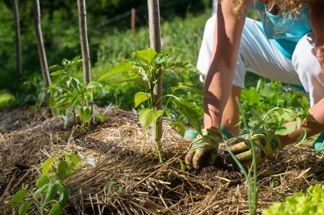 Как ухаживать за перцем в теплице и открытом грунте: 7 правил для богатого урожая 