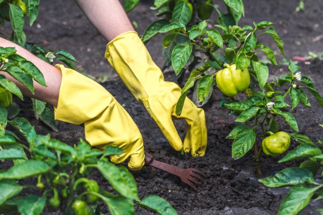 Как ухаживать за перцем в теплице и открытом грунте: 7 правил для богатого урожая 