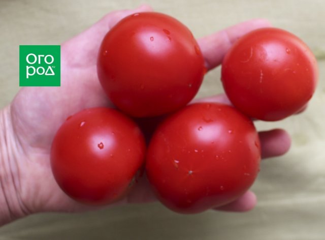 Как выбрать 5 сортов томатов, которых хватит для всего 