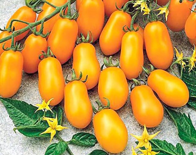 Как выбрать 5 сортов томатов, которых хватит для всего 