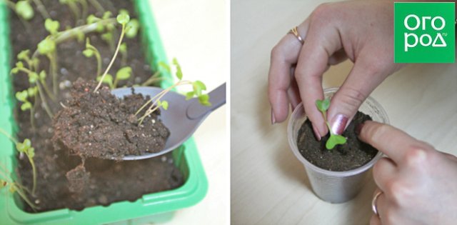 Как вырастить рассаду капусты: пошаговая инструкция 