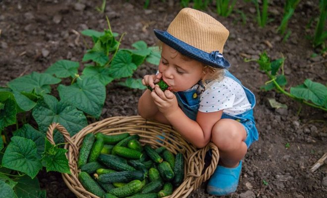 Как вырастить вкусные огурцы – раскрываем секреты опытных огородников 