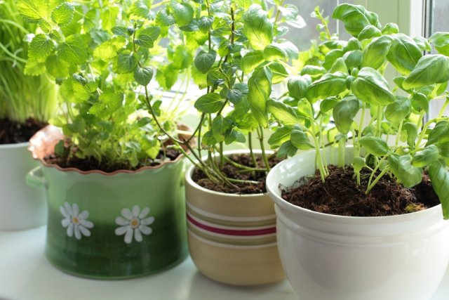 Как вырастить зелень на подоконнике зимой 