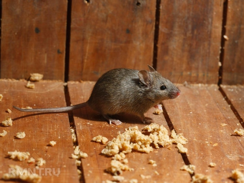 Как защитить дачу от мышей