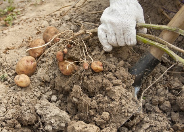 Когда копать картофель, или Как определить, что картошка уже созрела 