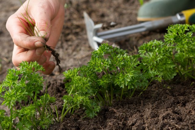 Овощи и зелень, которые вырастут даже у того, кто никогда не видел лопаты 