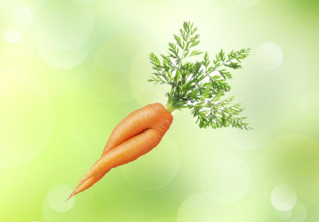 Почему морковь корявая и рогатая: причины проблемы и решение 