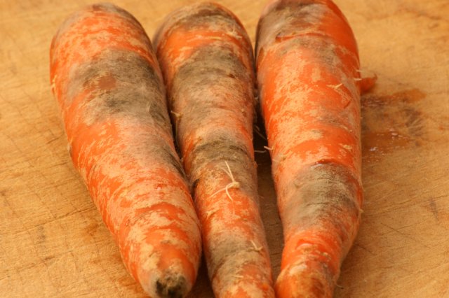 Почему морковь корявая и рогатая: причины проблемы и решение 