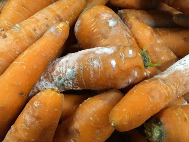 Почему морковь не хранится, гниет и сохнет: устраняем ошибки прямо сейчас 