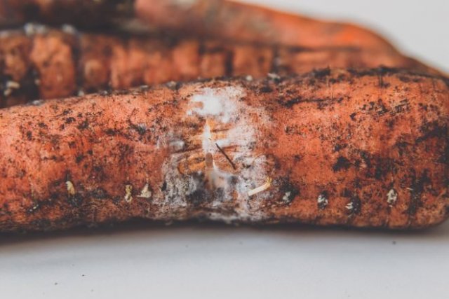 Почему морковь не хранится, гниет и сохнет: устраняем ошибки прямо сейчас 